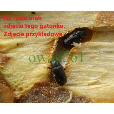 Xyleborus dryographus (Ratzeburg, 1837) Rozwiertek mniejszy